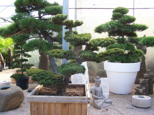 Bonsai Pinus Pentaphilla - Natura Garden