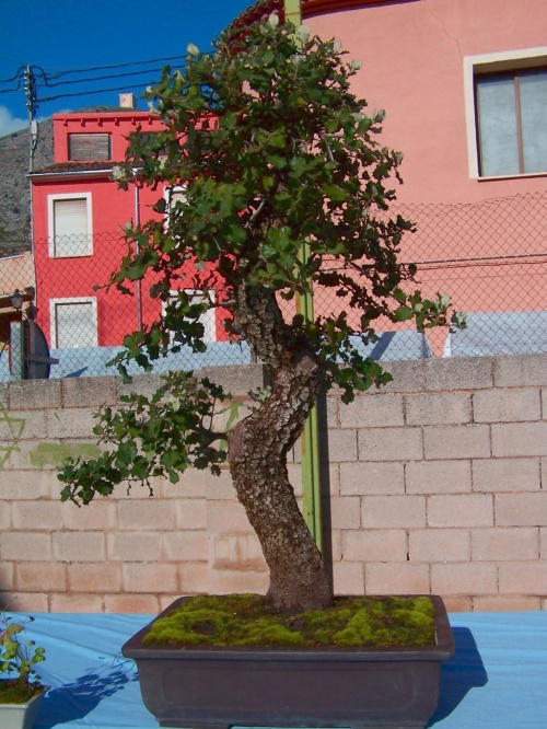 Bonsai Encina - Quercus Ilex - Assoc. Bonsai Cocentaina