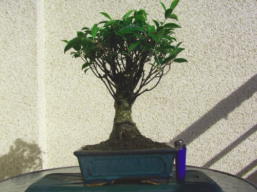 Bonsai Ficus Retusa - Miguel