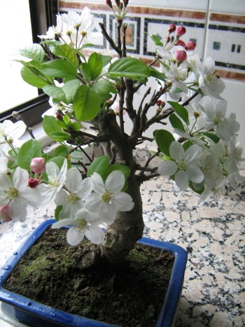 Bonsai Manzano en Primavera - Angel sanchez