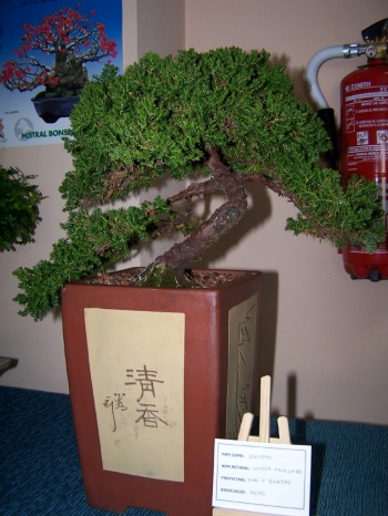 Bonsai Junipero - Juniperus Procumbe - Assoc. Bonsai Muro