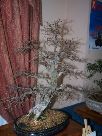 Bonsai Olmo Chino - Orm xinés - Ulmus Parvifolia - Assoc. Bonsai Muro