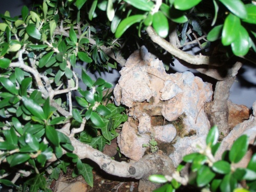 Bonsai Bosque de olivos en roca (olea silvestris) - Assoc. Bonsai Muro