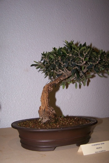 Bonsai Olivo - Olea Europaea - cbvillena