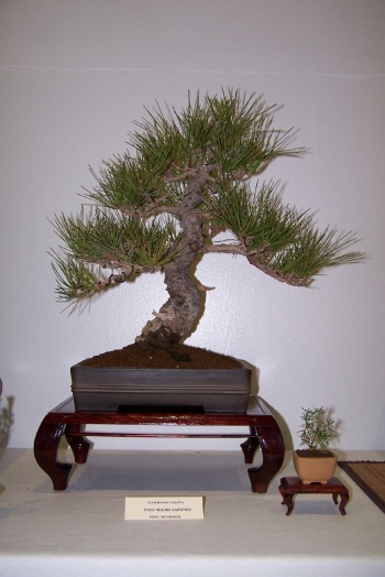 Bonsai Pino Negro Japonés - Pinus Thunbergu - cbvillena