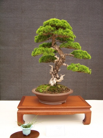Bonsai Enebro Chino - Juniperus Chinensis - CBALICANTE