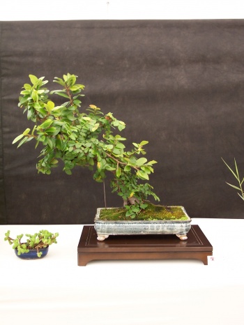 Bonsai Ficus Repens - CBALICANTE