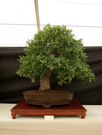 Bonsai Roble Valenciano - Quercus Faginea - CBALICANTE