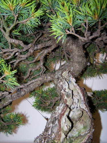 Bonsai Mario Komsta - Pino 5 agujas - Detalle del tronco - bonsaime