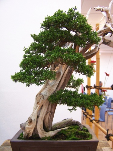 Bonsai Mario Komsta - Enebro Chino de frente - bonsaime