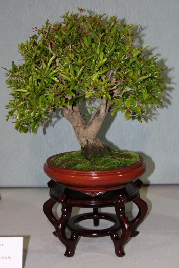 Bonsai 877 - bonsaipaterna
