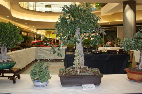 Bonsai Quercus Faginea - ilicitano