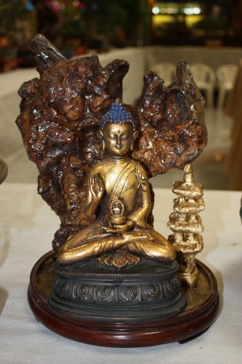 Bonsai Buda - ilicitano