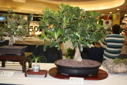 Bonsai Ficus - ilicitano