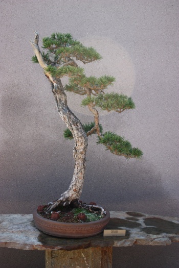 Bonsai Pino Albar - Pinus Silvestris - Fran Rives