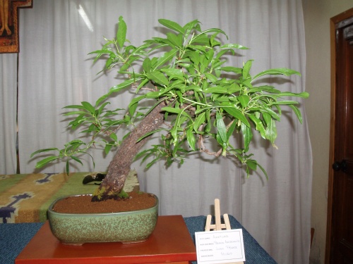 Bonsai Almendro - Prunus Dulcis - Assoc. Bonsai Muro
