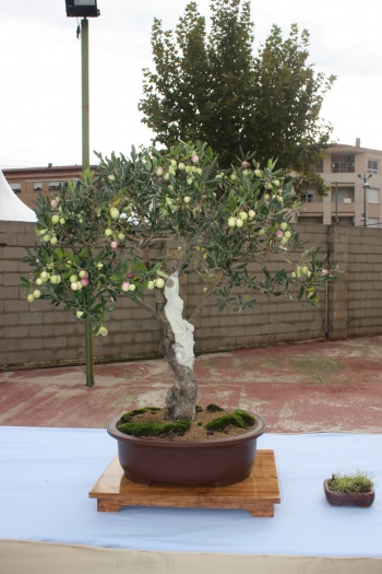 Bonsai Olivo con Olivas - Olea Europaea - Assoc. Bonsai Cocentaina