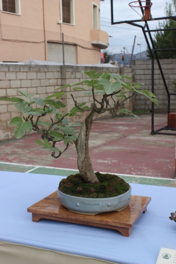 Bonsai Higuera - Ficus Carica - Assoc. Bonsai Cocentaina
