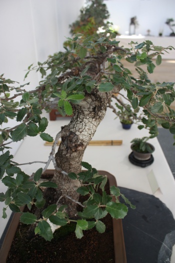 Bonsai Detalles Quercus Coccifera - Murciano