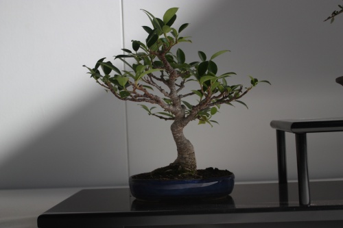 Bonsai Ficus Macrophylla - Murciano