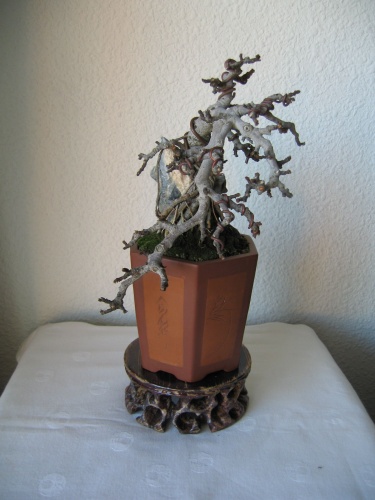 Bonsai HIGUERA (Ficus carica) Enraizada en roca - josegoderi