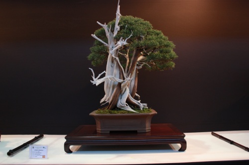 Bonsai Juniperus Phoenicea - Javier Garcia Manso - EBA Lorca