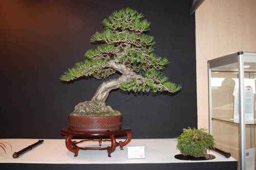 Bonsai Pinus Thumbergii - Salvador de los Reyes - EBA Lorca