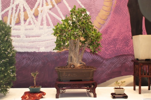 Bonsai Ficus Retusa - Elx Club Bonsai - torrevejense