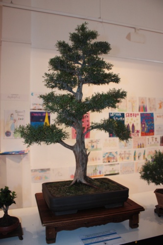Bonsai Sabina Albar - Juniperus Thurifera - torrevejense