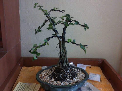Bonsai bonsai,Ponce,PR - jimmy