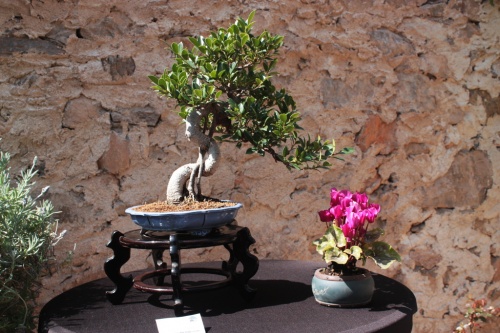 Bonsai Ficus Retusa - Bonsai Oriol
