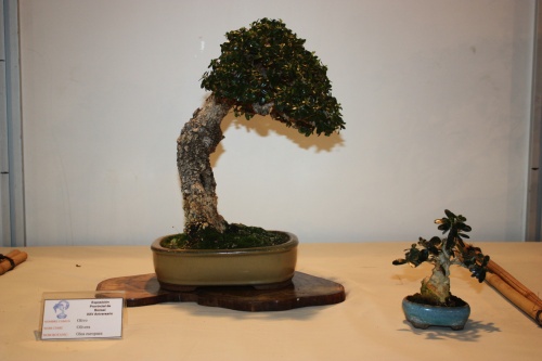 Bonsai Olea Europaea - CBALICANTE