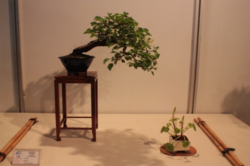 Bonsai Prunus Mahaleb - CBALICANTE