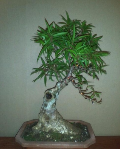 Bonsai ficus nerifolia - jimmy