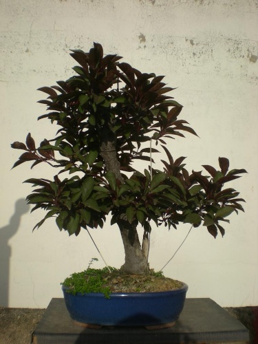 Bonsai Prunus pisardii 2 - Elias