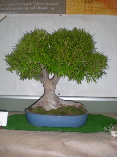Bonsai Ficus nerifolia - Sueca