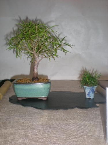 Bonsai Ficus nerifolia - Sueca