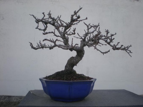 Bonsai Prunus mahaleb-5 - Elias