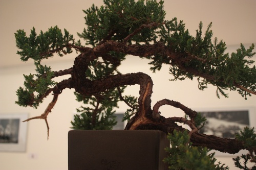Bonsai Juniperus Rigida - Novelda Club Bonsai - torrevejense