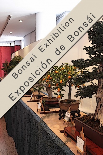Bonsai XXIV Edición Exposición Bonsái Tarragona - eventos