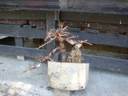 Bonsai Prebonsai Ficus Retusa - ryarturogi