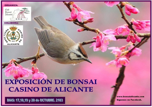 Cartel Exposición de Bonsai del Club Bonsái de Alicante