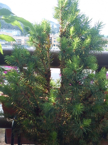 Bonsai Picea 2011 - tito satorre rodriguez