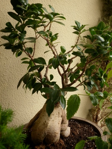 Bonsai Ficus ginseng I 2010 - tito satorre rodriguez