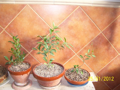 Bonsai Ficus esqueje  - SARRUT