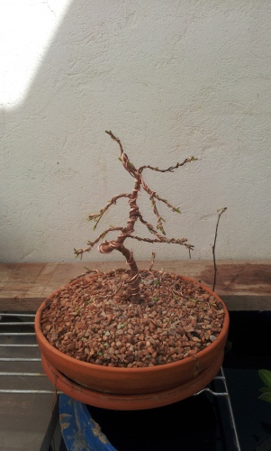 Bonsai Ficus esqueje alambrado - SARRUT