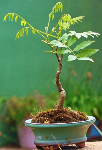 Bonsai Glicínia floribunda - joselima