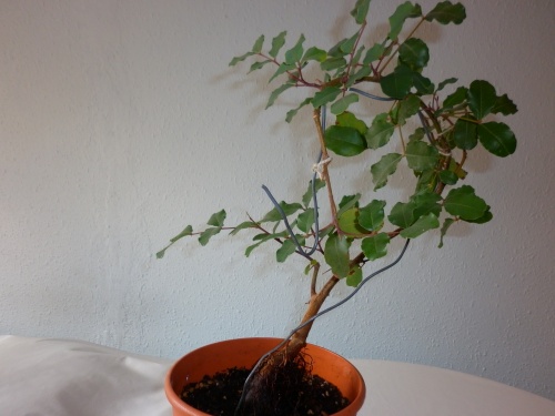 Bonsai Algarrobo=ceratonia siliqua=2014 - tito satorre rodriguez