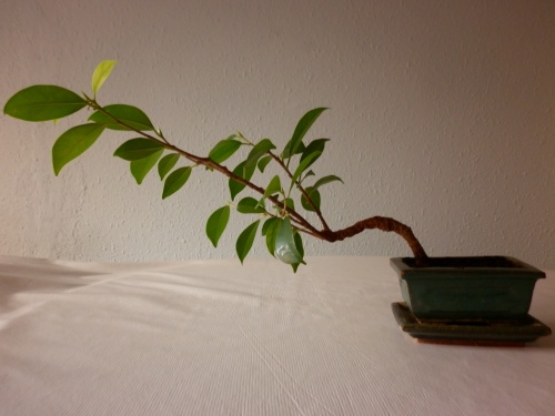 Bonsai Ficus retusa III = 2014 - tito satorre rodriguez