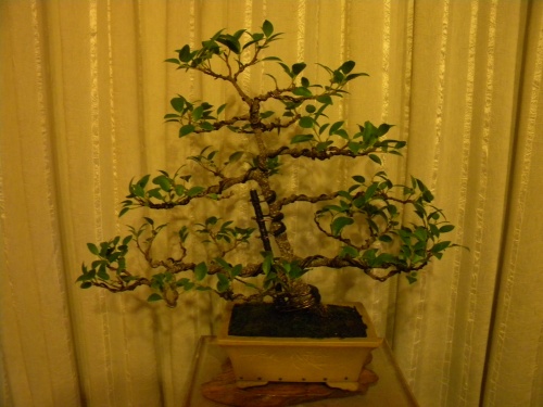 Bonsai Ficus Retusa - Mera
